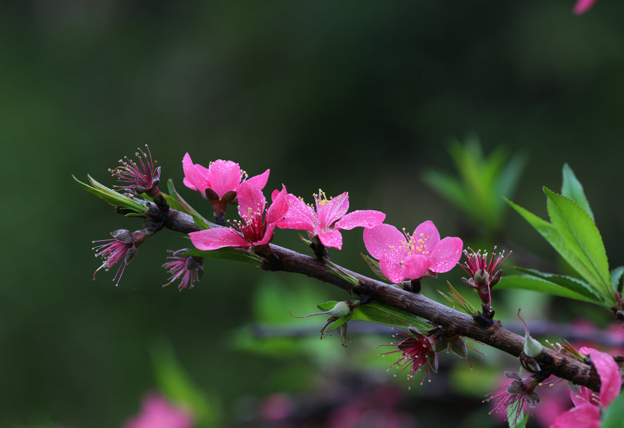 1556755445123922.jpg 3702388_1425991892928_mthumb.jpg